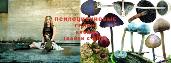 крисы Алзамай